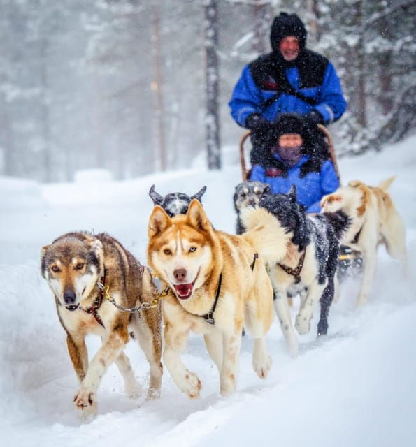 rovaniemi-husky-sled-ride-and-farm-visit-2