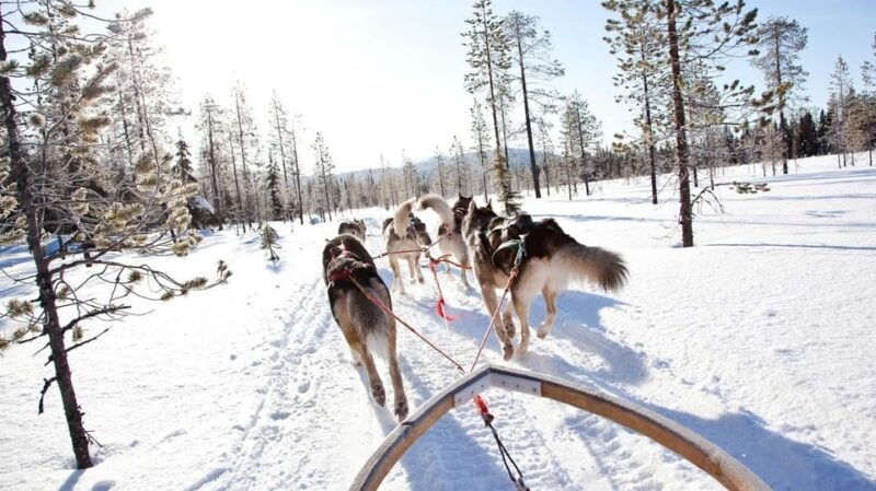 rovaniemi-husky-sled-ride-with-hotel-transfer