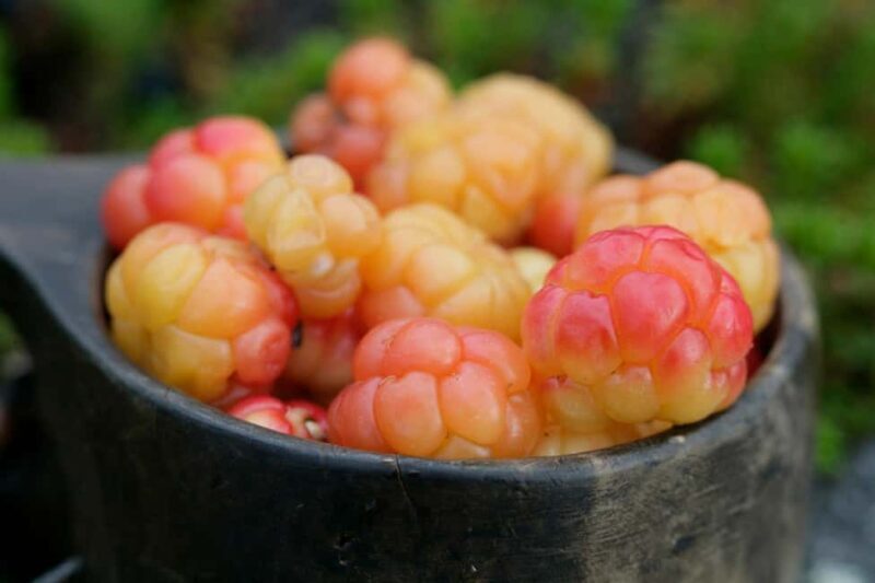 Rovaniemi: Insider Berry and Mushroom Picking & Pancakes - Who Will Appreciate This Tour?