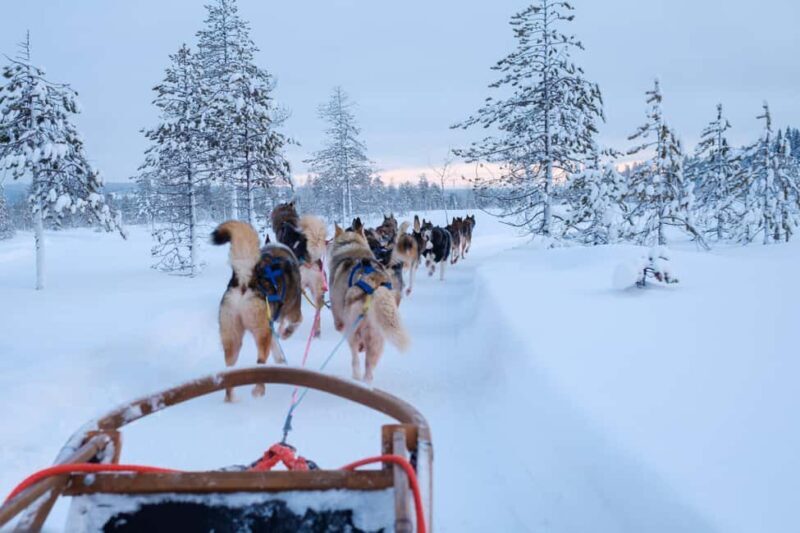 Rovaniemi: Lapland Wilderness Husky Safari 7,5 km - Who Should Consider This Tour?