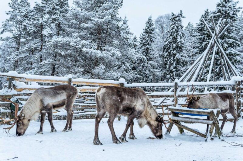 rovaniemi-local-reindeer-farm-visit-with-sleigh-ride