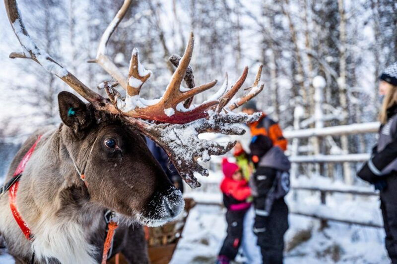 rovaniemi-local-reindeer-farm-visit-with-sleigh-ride
