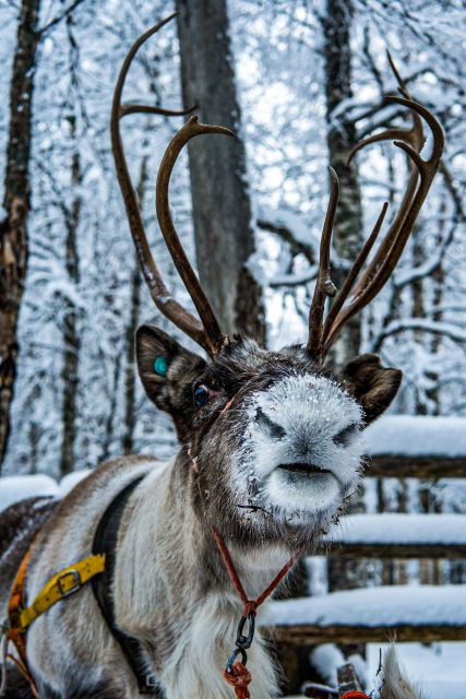 rovaniemi-local-reindeer-farm-visit-with-sleigh-ride