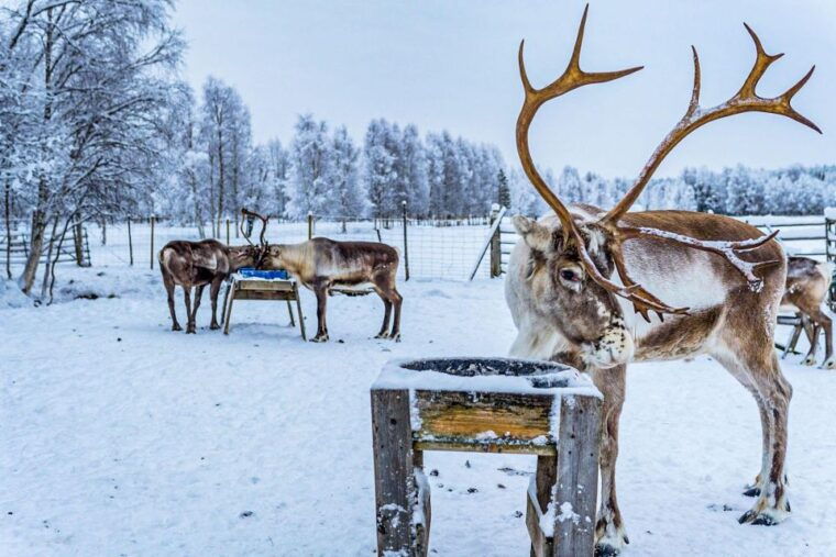 rovaniemi-local-reindeer-farm-visit-with-sleigh-ride