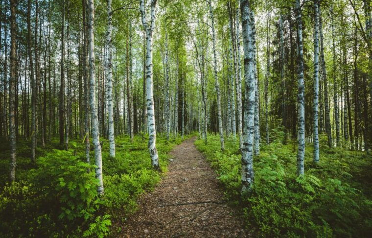 rovaniemi-magical-forest-hiking-adventure-tour-bbq