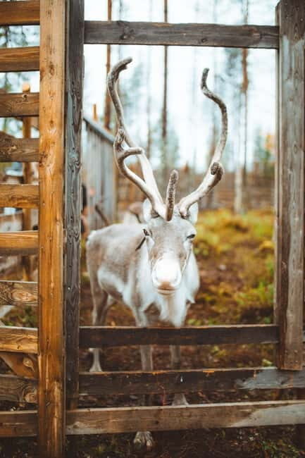 Rovaniemi: Meet and Feed Reindeer - Key Points