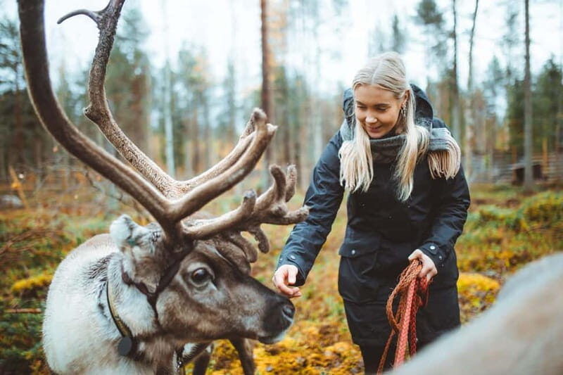 Rovaniemi: Meet and Feed Reindeer - Setting the Scene: What’s Included and How It Works