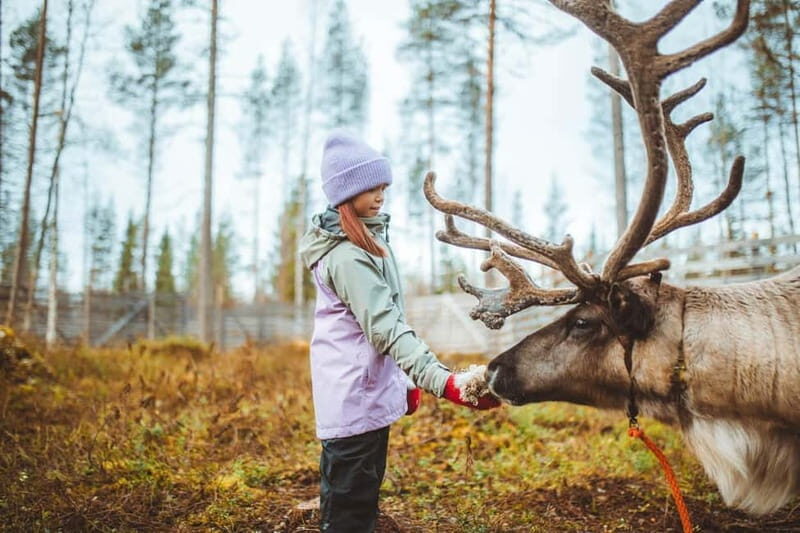 Rovaniemi: Meet and Feed Reindeer - Authentic, Practical, and Fun: What Travelers Say