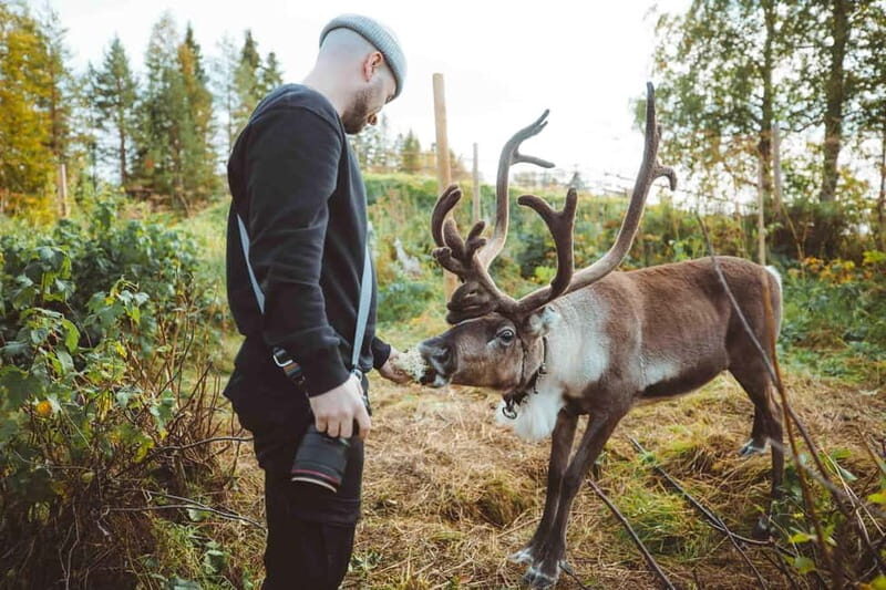 Rovaniemi: Meet and Feed Reindeer - Practical Tips for Your Reindeer Experience