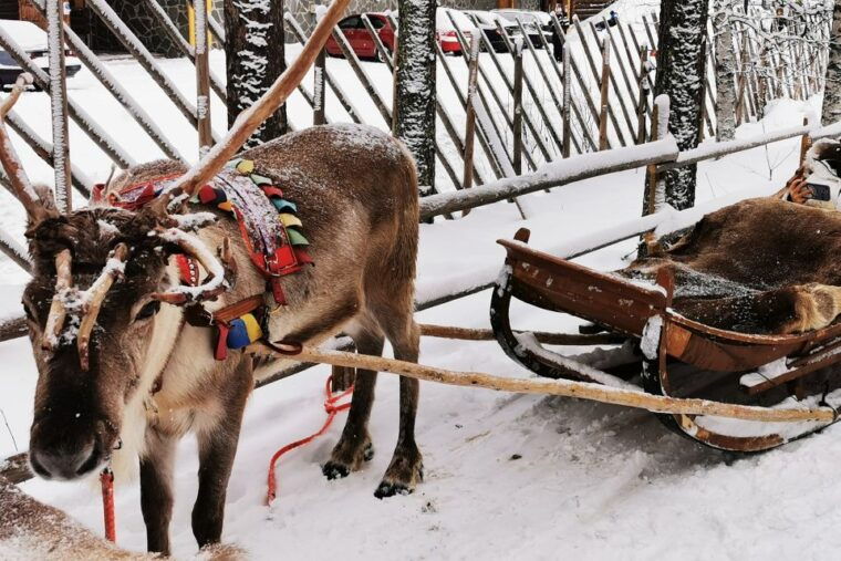 rovaniemi-meet-santa-claus-reindeer-sleigh-ride-huskies