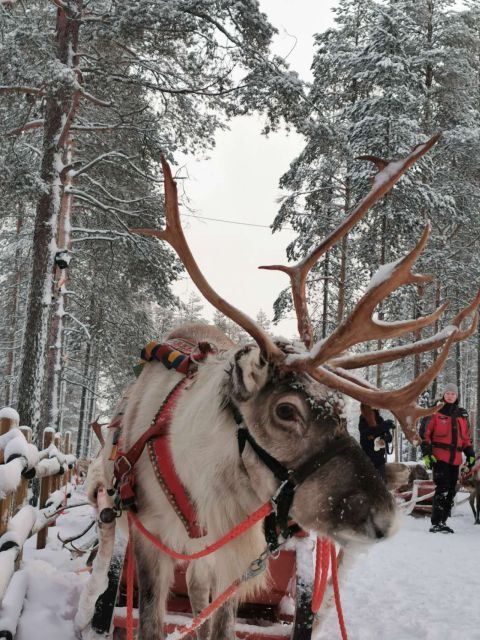 rovaniemi-meet-santa-claus-reindeer-sleigh-ride-huskies