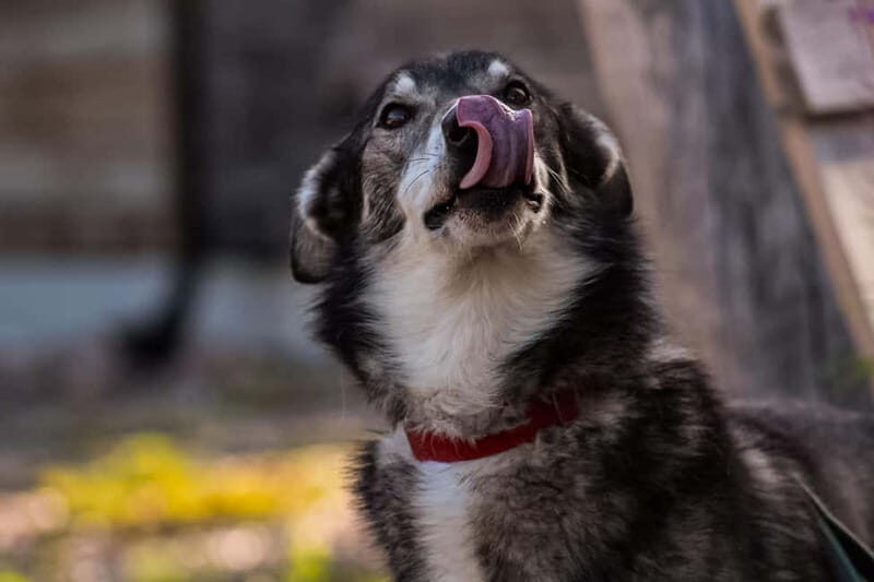 Rovaniemi: Modern husky kennel tour and cart ride in summer - The Experience in Detail
