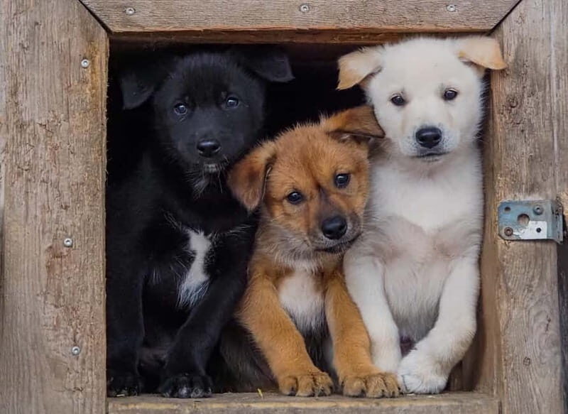 Rovaniemi: Modern husky kennel tour and cart ride in summer - Is It Worth the Cost?