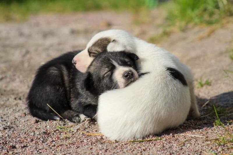 Rovaniemi: Modern husky kennel tour and cart ride in summer - Who Should Consider This Tour?