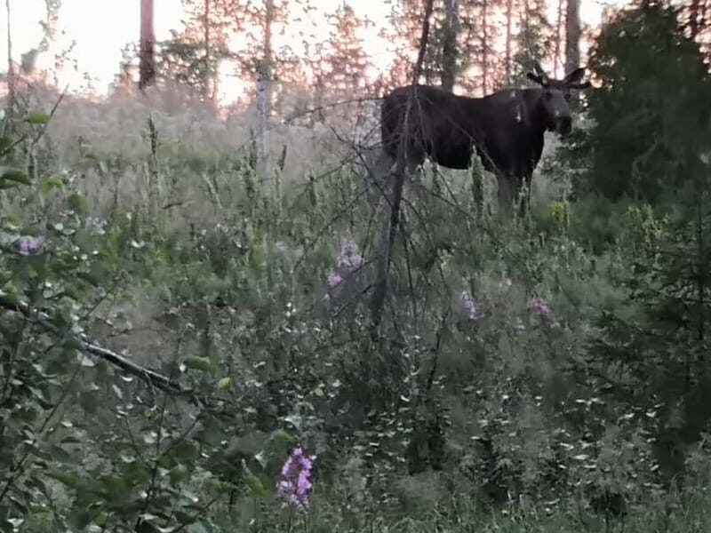 Rovaniemi: Moose Spotting Safari with good snacks - A Genuine Wilderness Experience