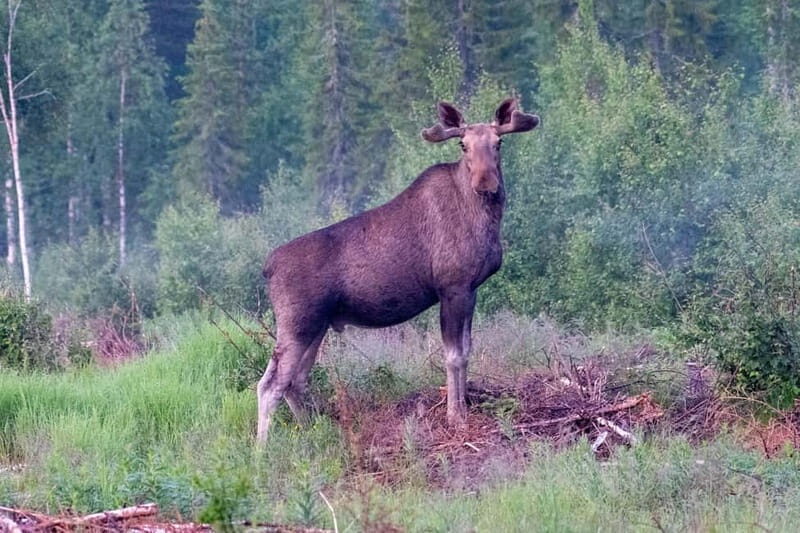 Rovaniemi: Moose Spotting Safari with good snacks - The Experience on the Ground