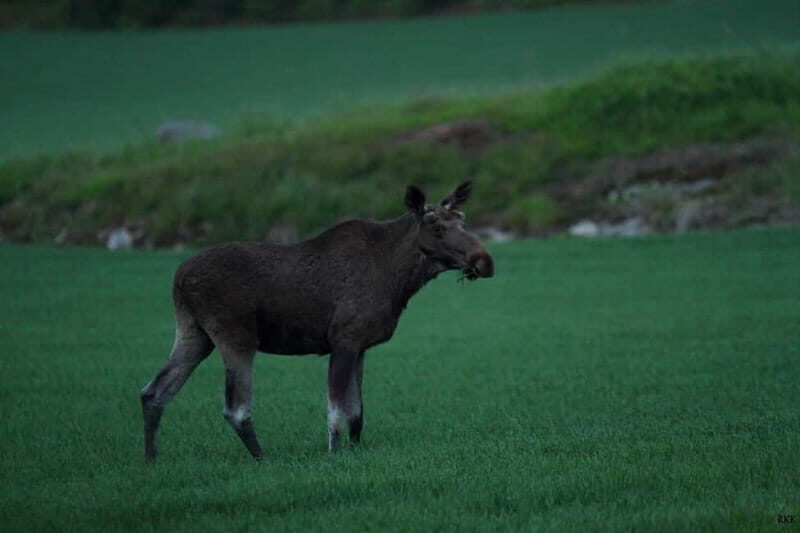 Rovaniemi: Moose Spotting Safari with good snacks - Value and Pricing
