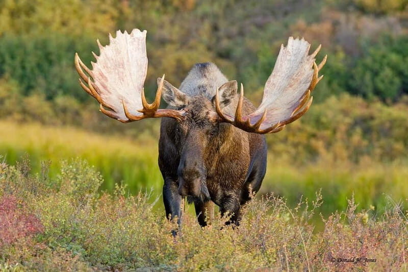 Rovaniemi: Moose Spotting Safari with good snacks - Accessibility and Practical Details
