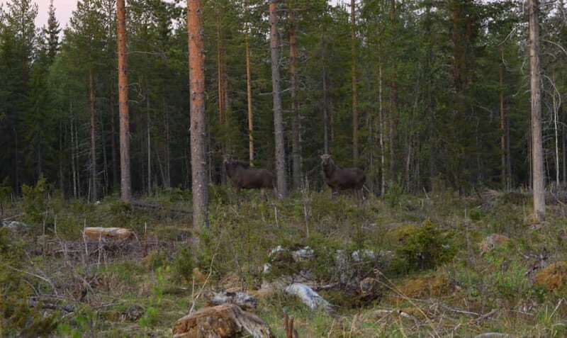 Rovaniemi: Moose Spotting Safari with good snacks - What to Keep in Mind