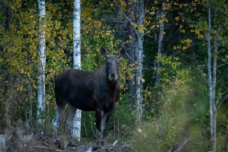 Rovaniemi: Moose Spotting Safari with good snacks - The Sum Up