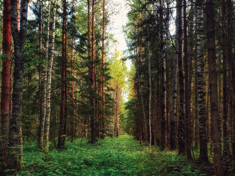 rovaniemi-mushrooms-wild-berries-picking-tour