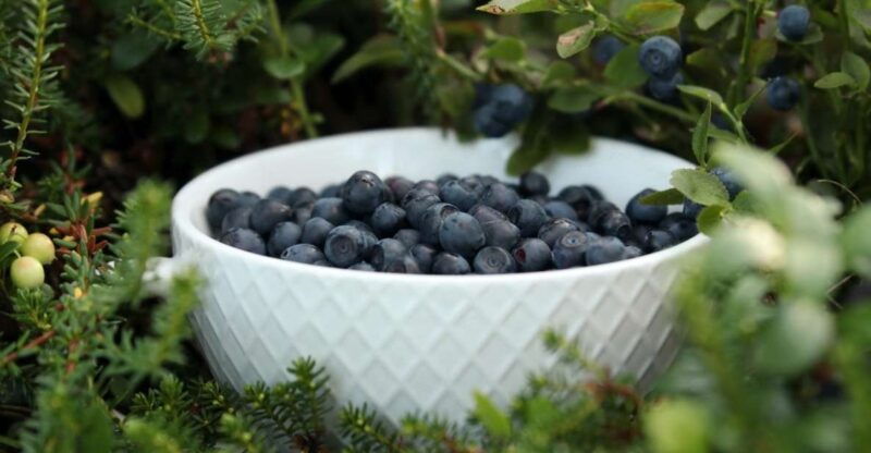 rovaniemi-mushrooms-wild-berries-picking-tour