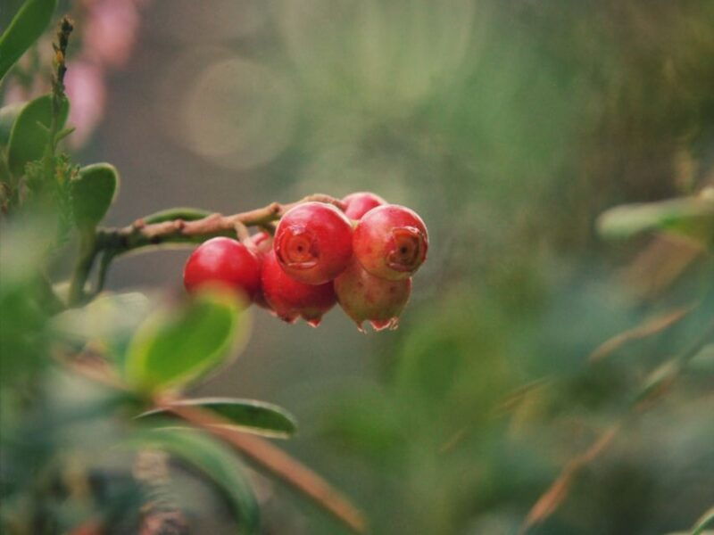rovaniemi-mushrooms-wild-berries-picking-tour