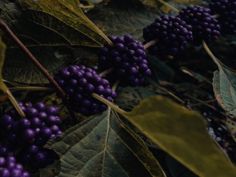 rovaniemi-mushrooms-wild-berries-picking-tour