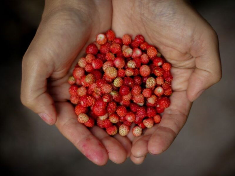 rovaniemi-mushrooms-wild-berries-picking-tour