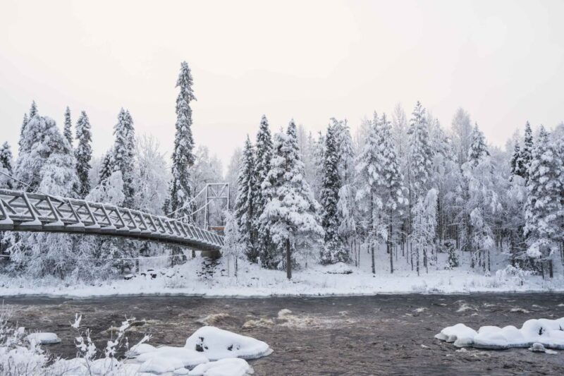 rovaniemi-nordic-forest-wilderness-adventure
