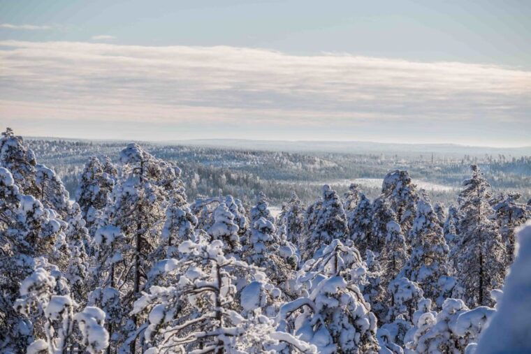 rovaniemi-nordic-forest-wilderness-adventure