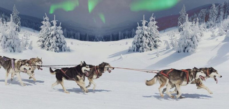 rovaniemi-northern-lights-and-husky-sleigh-ride