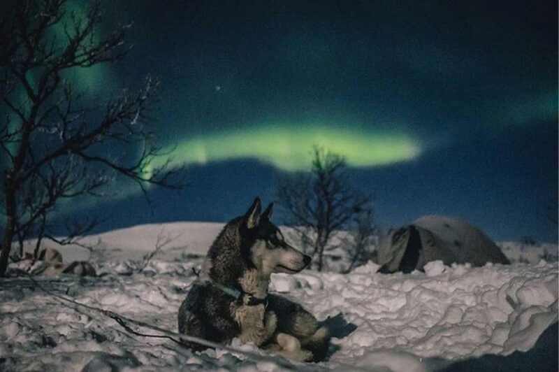 rovaniemi-northern-lights-and-husky-sleigh-ride
