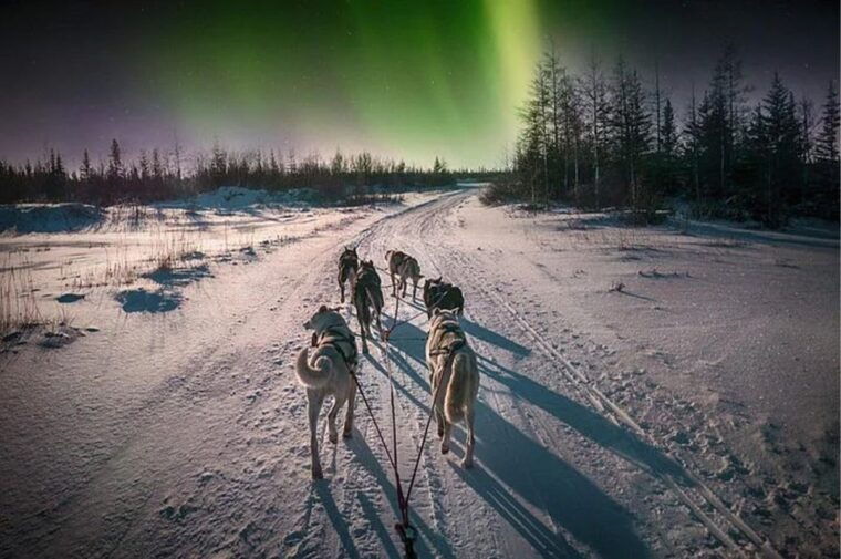 rovaniemi-northern-lights-and-husky-sleigh-ride