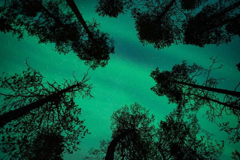 Rovaniemi: Northern Lights Quad Bike Tour - Real Traveler Insights