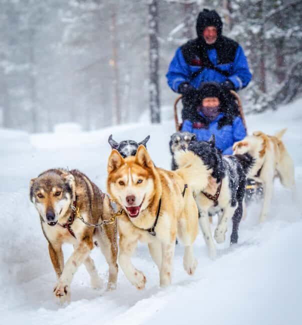 Rovaniemi: One Hour Husky Adventure - The Value of the Experience