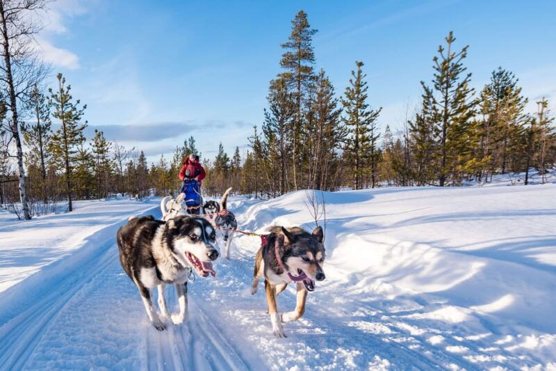 rovaniemi-one-hour-husky-experience
