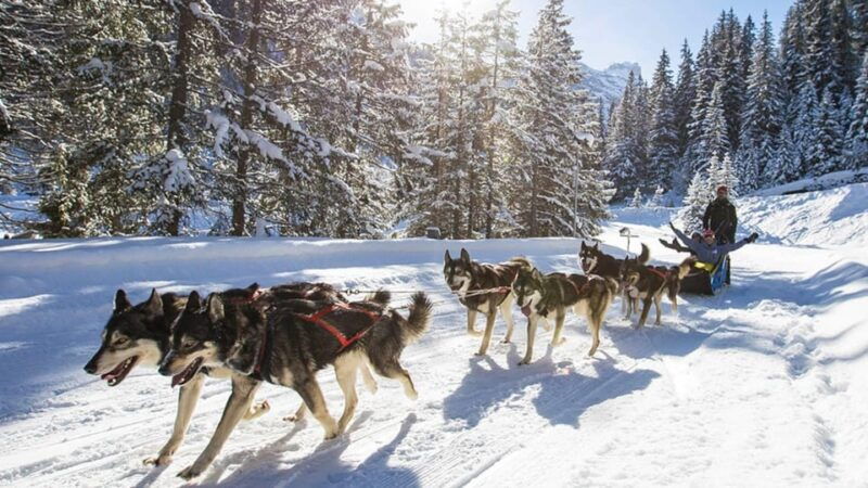 rovaniemi-one-hour-husky-experience