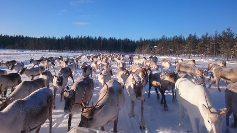 rovaniemi-private-reindeer-farm-visit-culture-experience