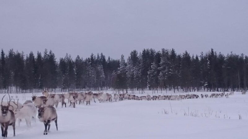 rovaniemi-private-reindeer-farm-visit-culture-experience