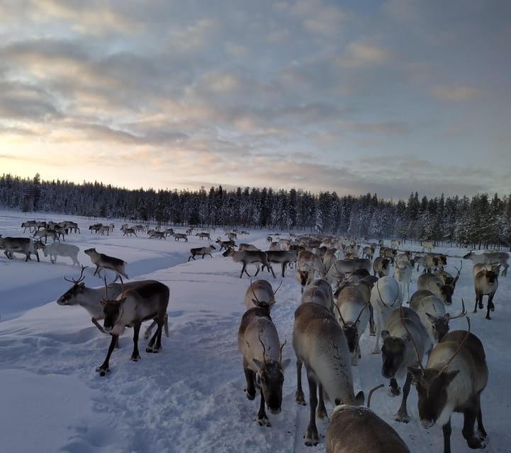 rovaniemi-private-reindeer-farm-visit-culture-experience
