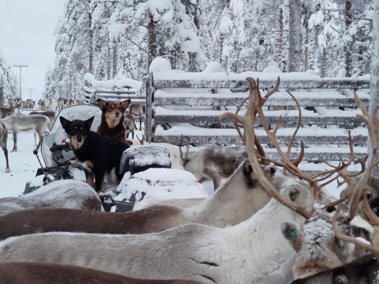 rovaniemi-private-reindeer-farm-visit-culture-experience
