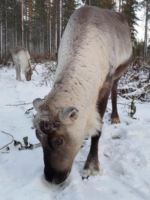 rovaniemi-private-reindeer-farm-visit-culture-experience