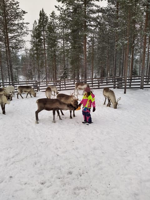 rovaniemi-private-reindeer-farm-visit-culture-experience