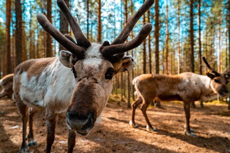 rovaniemi-quad-bike-safari-reindeer-husky-farm-visit