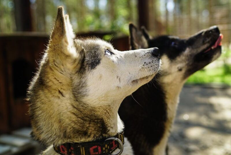 rovaniemi-quad-bike-safari-reindeer-husky-farm-visit