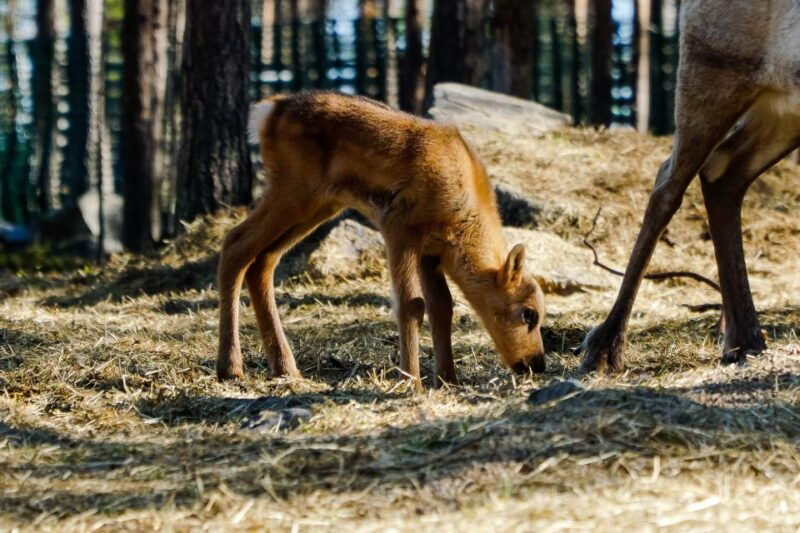 rovaniemi-quad-bike-safari-reindeer-husky-farm-visit