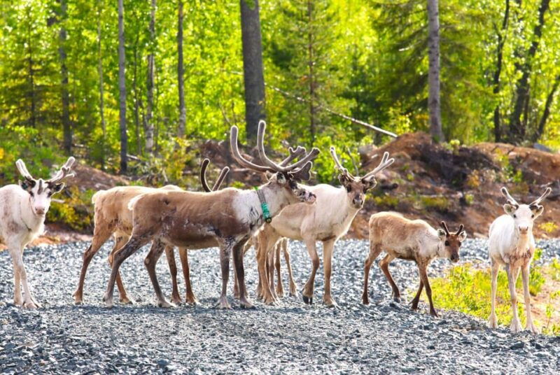 rovaniemi-quad-bike-wilderness-safari