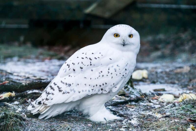 Rovaniemi: Ranua Wildlife Park Day Trip - An In-Depth Look at the Ranua Wildlife Park Day Trip