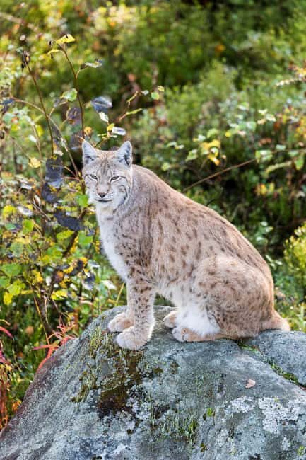 Rovaniemi: Ranua Wildlife Park Day Trip - Who Is This Tour Best For?